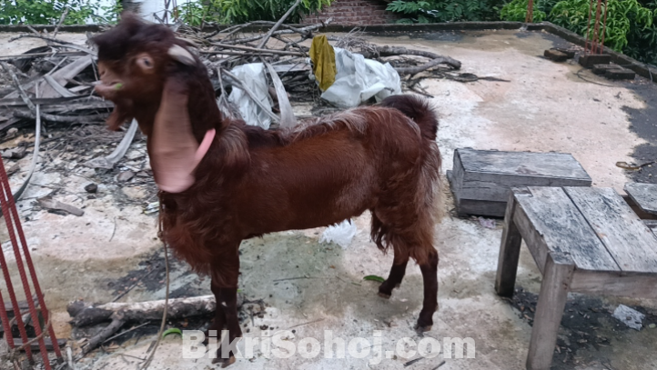 বৃডার